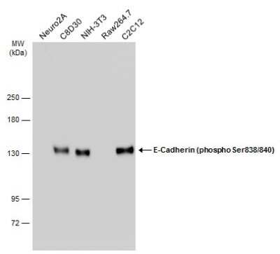 Western Blot: E-Cadherin [p Ser838, p Ser840] Antibody [NBP3-12922] - Various whole cell extracts (30 ug) were separated by 5% SDS-PAGE, and the membrane was blotted with E-Cadherin (phospho Ser838/840) antibody (NBP3-12922) diluted at 1:1000. The HRP-conjugated anti-rabbit IgG antibody (NBP2-19301) was used to detect the primary antibody.